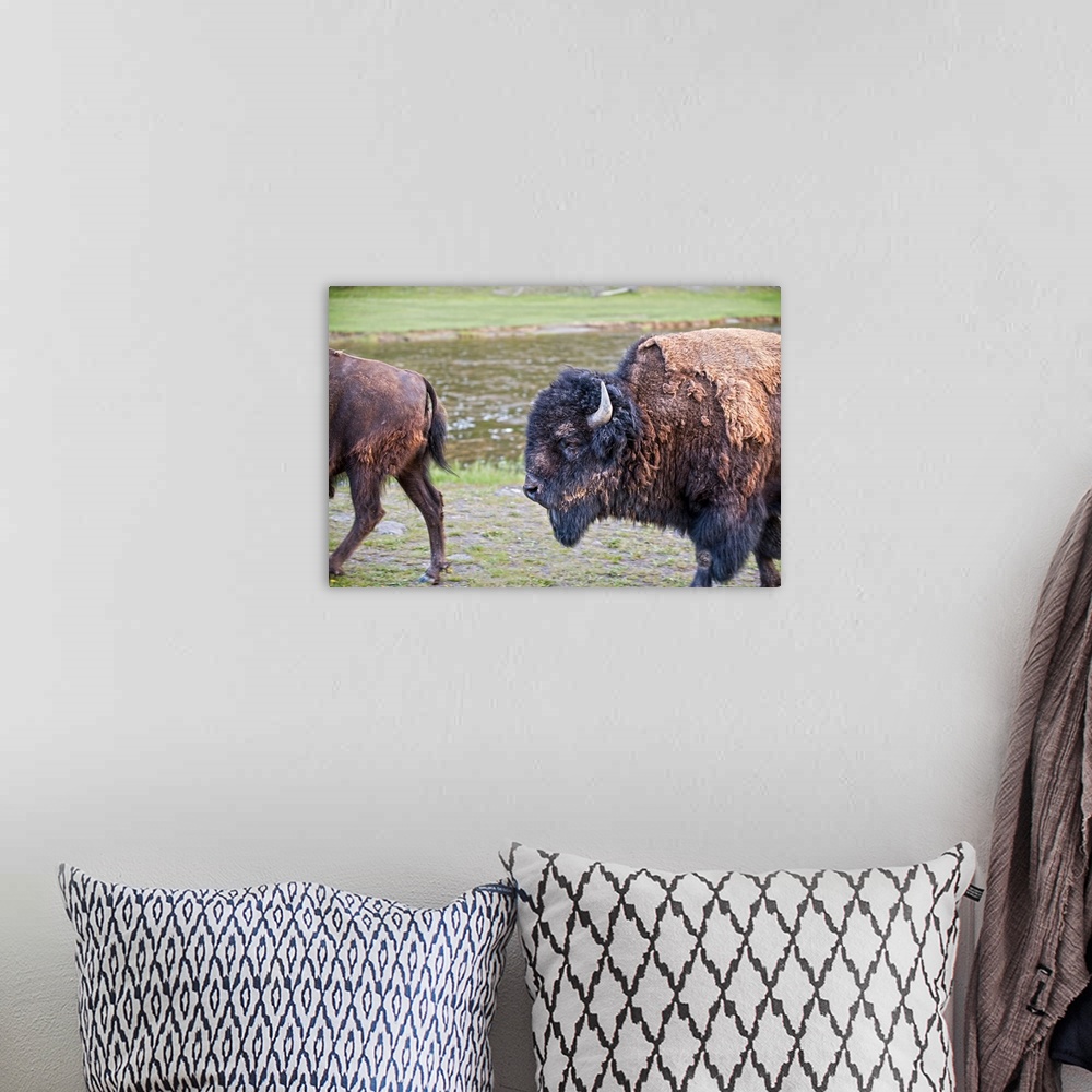 A bohemian room featuring Bison and the detail of their fur at Yellowstone National Park, Wyoming.
