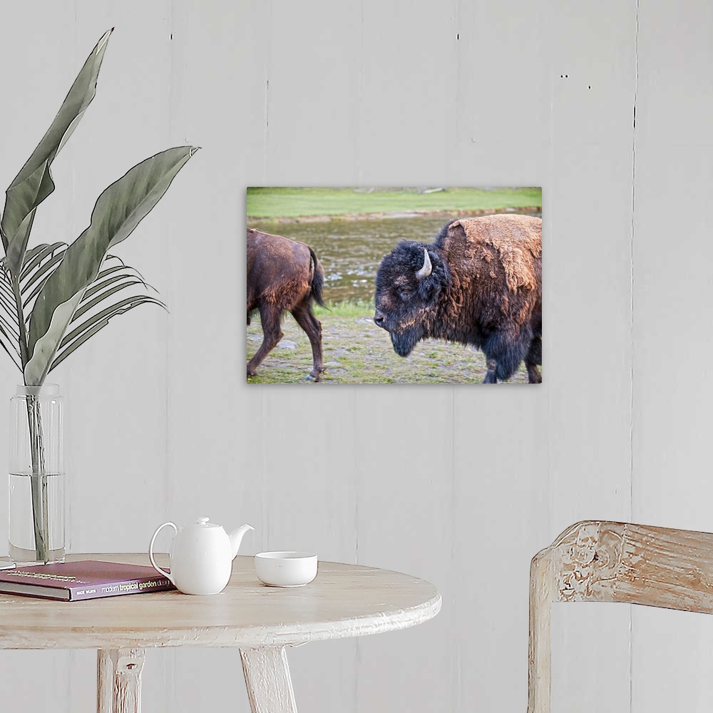 A farmhouse room featuring Bison and the detail of their fur at Yellowstone National Park, Wyoming.