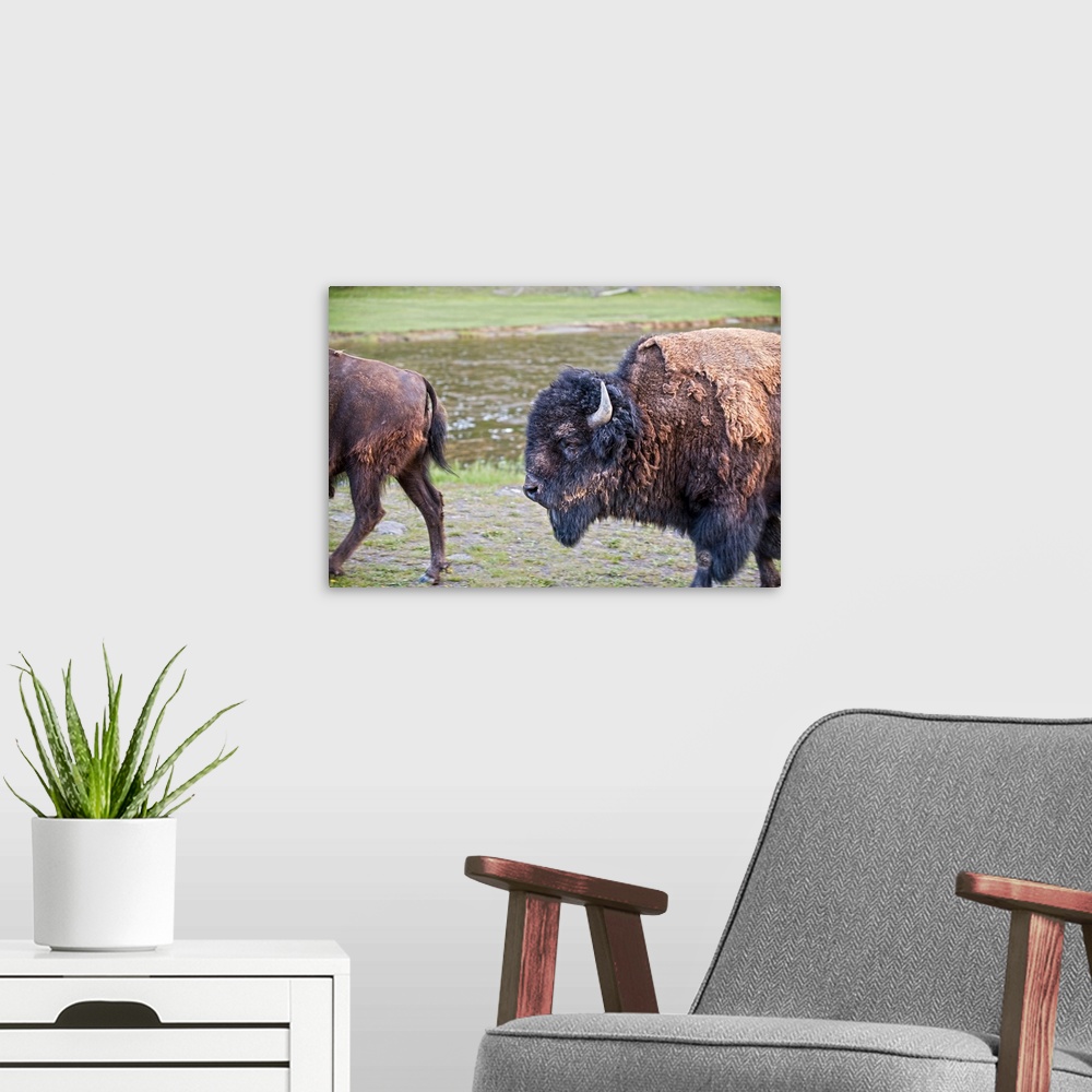 A modern room featuring Bison and the detail of their fur at Yellowstone National Park, Wyoming.