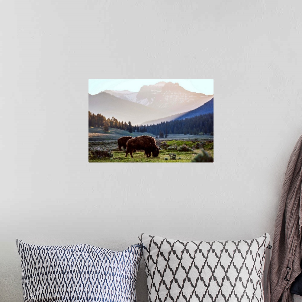 A bohemian room featuring Bison grazing in a field with a mountainous landscape in the background.