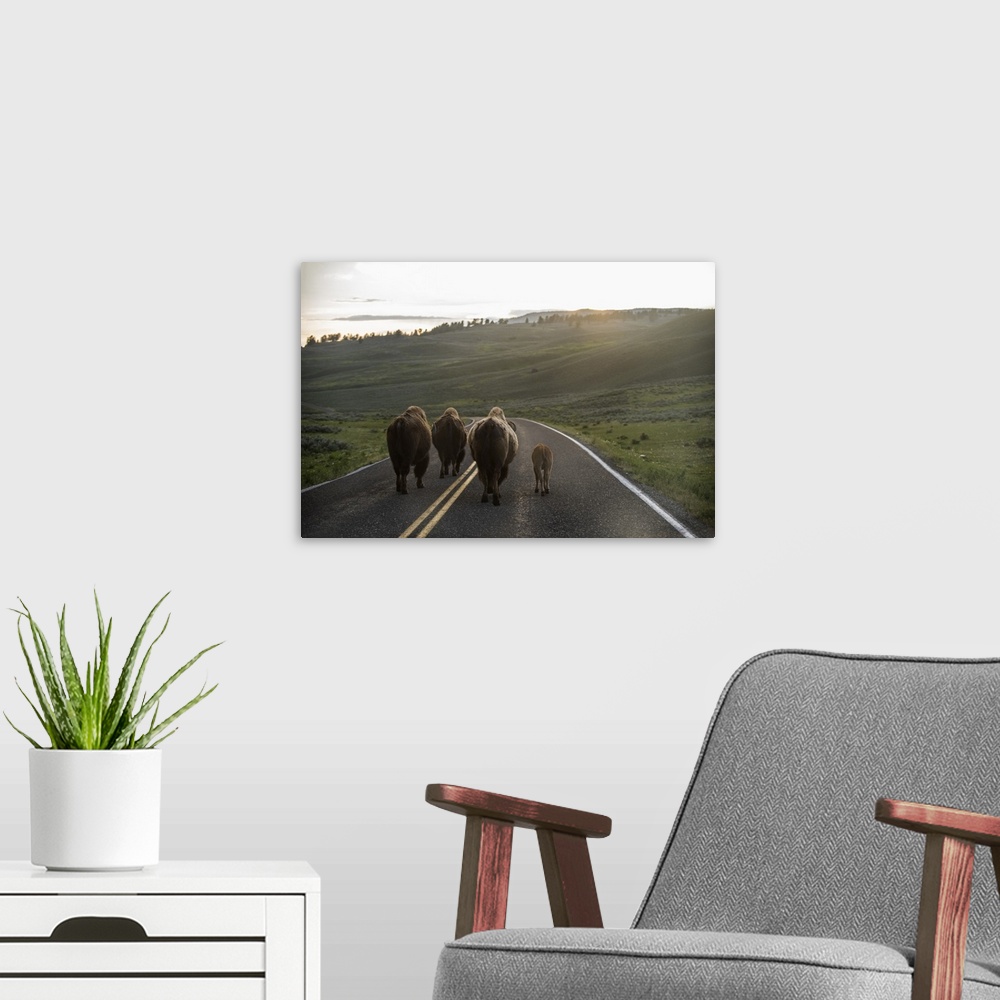 A modern room featuring Bison walking on a road at Yellowstone National Park.