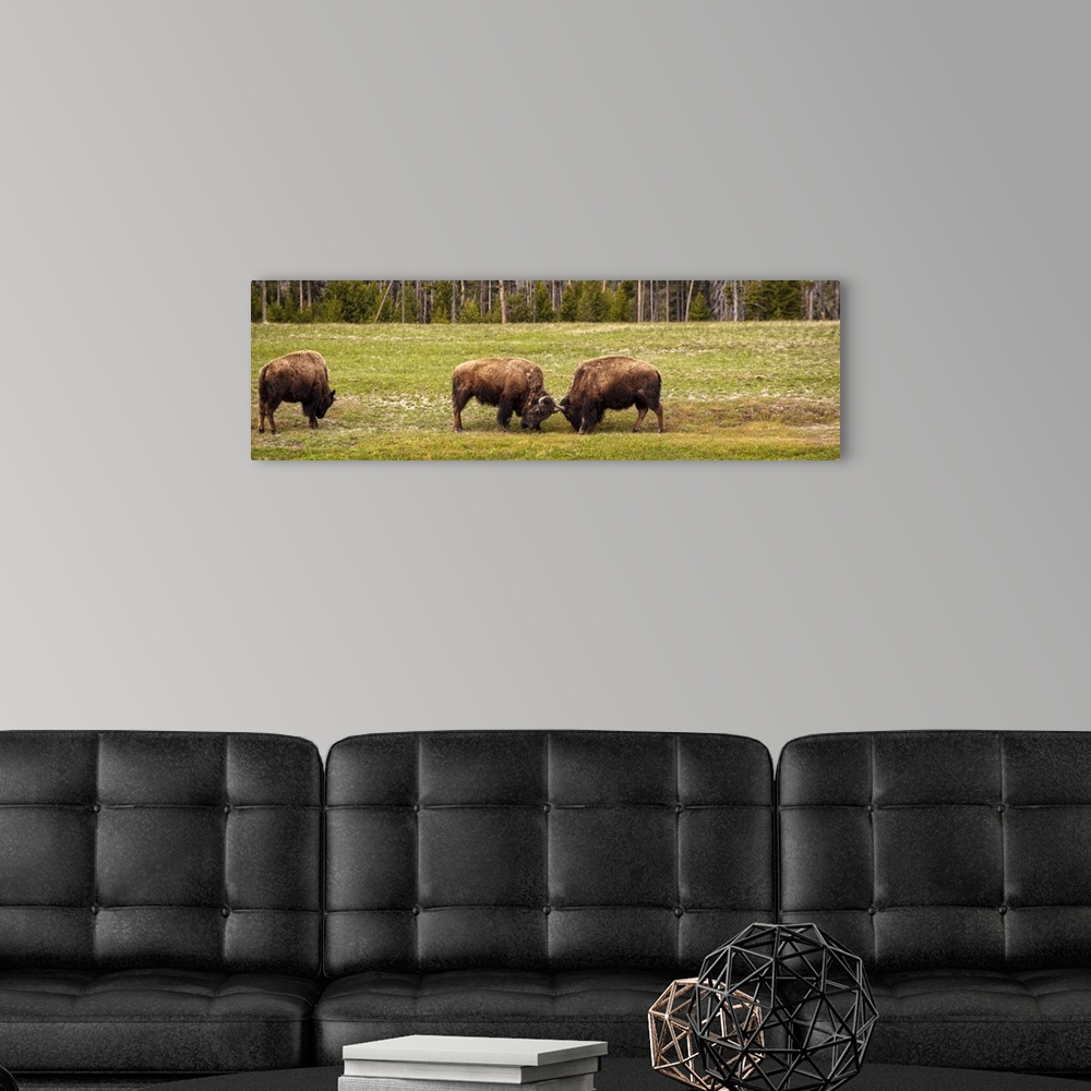 A modern room featuring Bison in a meadow at Yellowstone National Park.