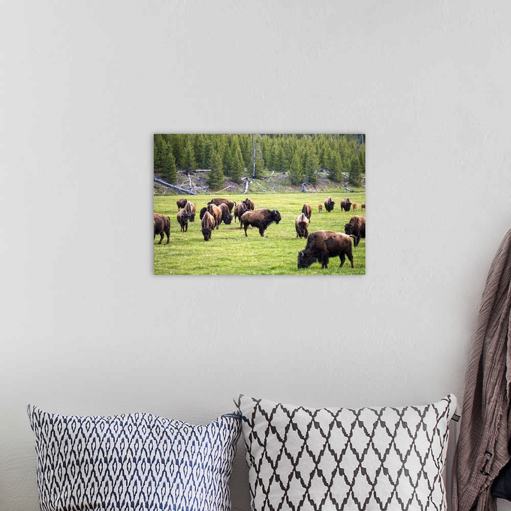 A bohemian room featuring Bison in a meadow at Yellowstone National Park.