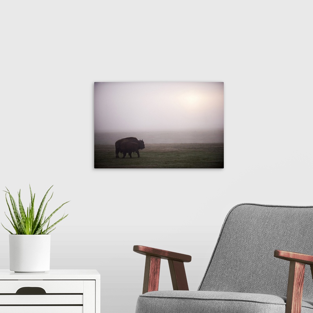 A modern room featuring Two bison in a field of mist at Yellowstone National Park, Wyoming.