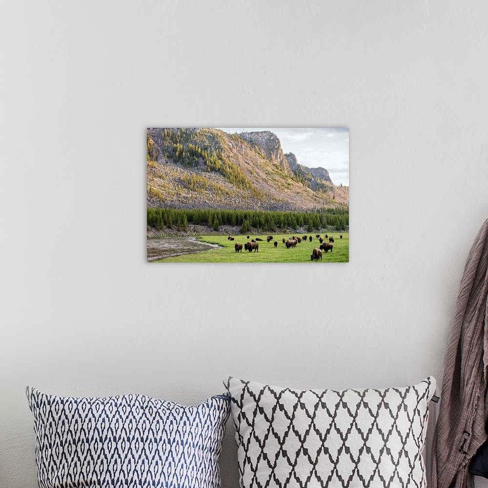 A bohemian room featuring Bison in a meadow at Yellowstone National Park.