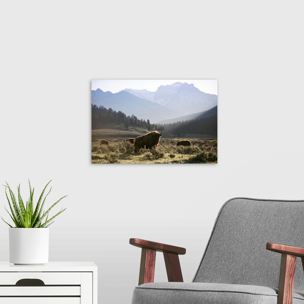 A modern room featuring Bison in a meadow at Yellowstone National Park.
