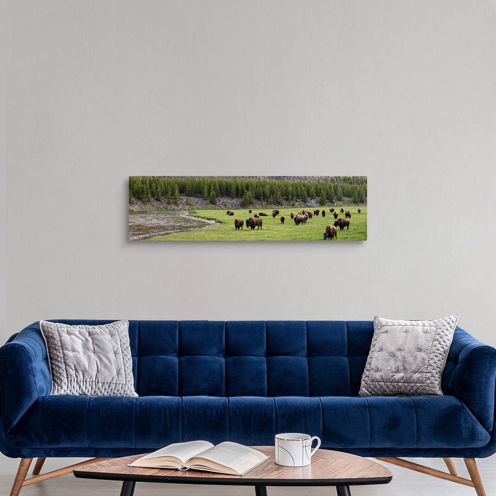 A modern room featuring Panoramic photograph of bison in a meadow at Yellowstone National Park.