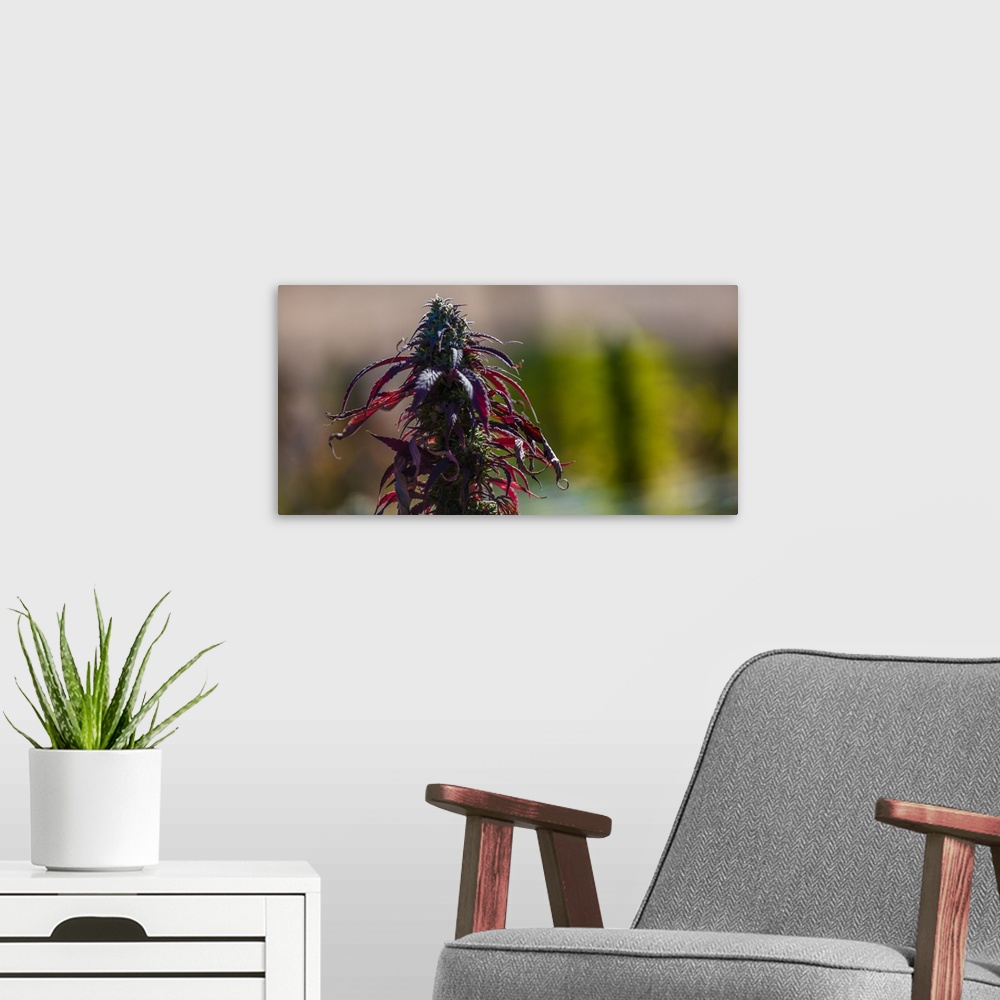 A modern room featuring Close up shot of buds and leaves of Cannabis plant, growing outdoors, colorado