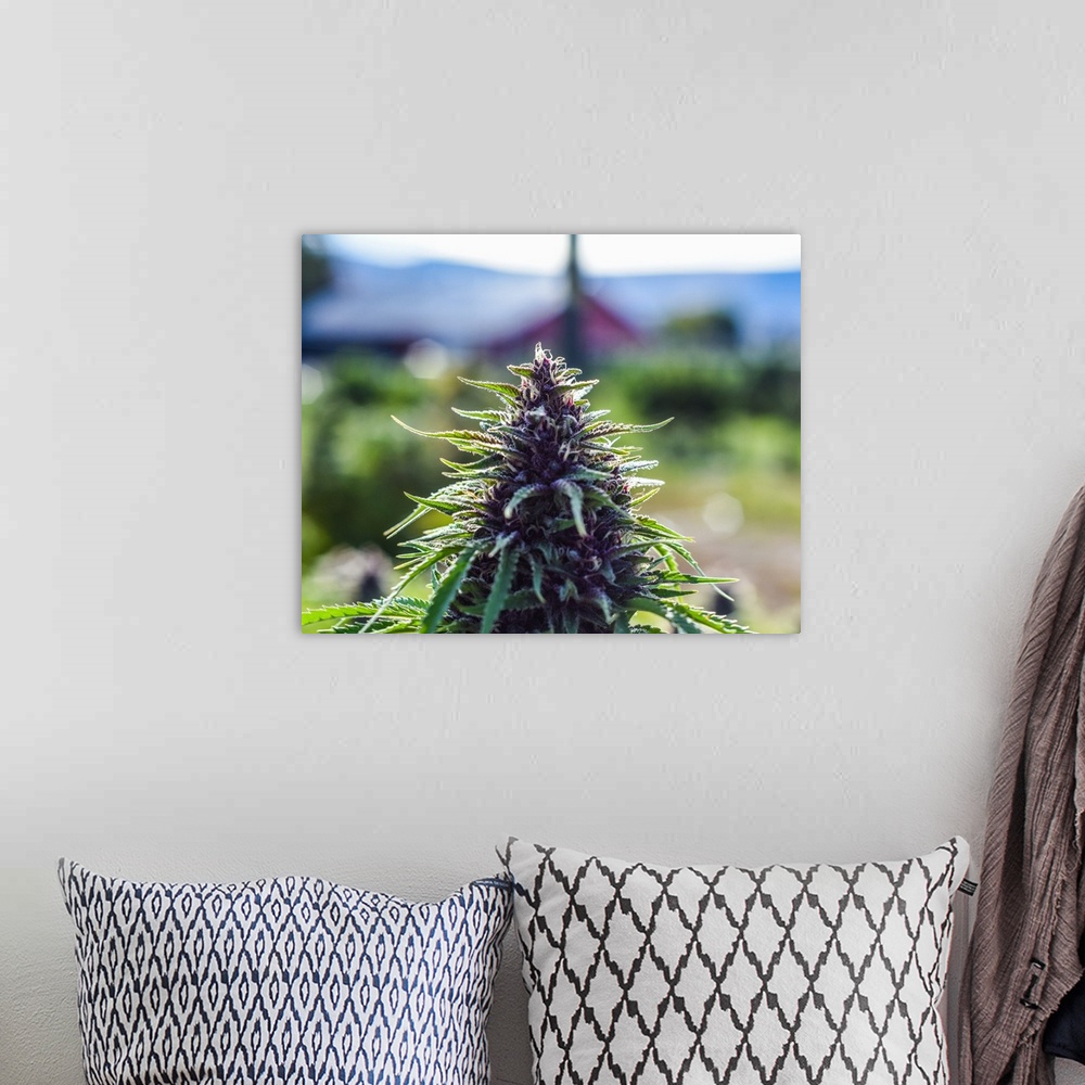 A bohemian room featuring Short depth-of-field shot of Cannabis plants growing in outdoor cultivation facility, Colorado