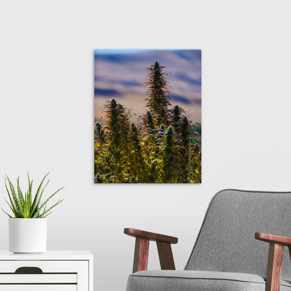 A modern room featuring Buds and leaves of Cannabis plant, growing in outdoor cultivation facility, with Colorado mountai...