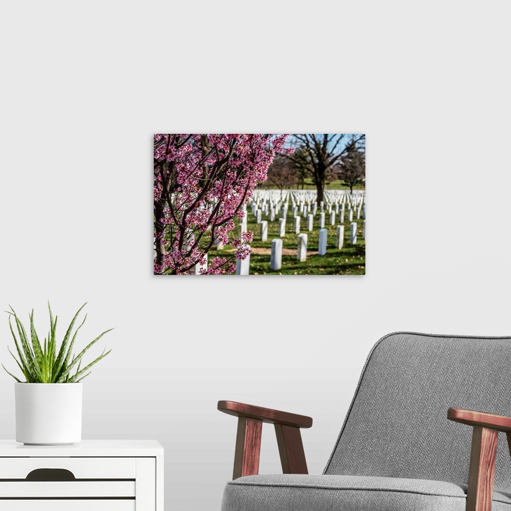 A modern room featuring Cherry Blossoms at Arlington National Cemetery