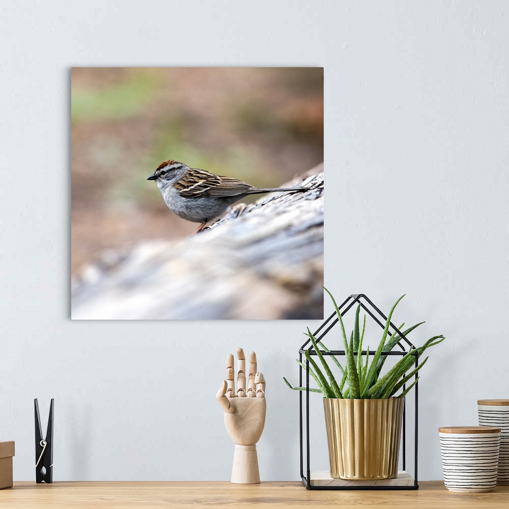 A bohemian room featuring Square photo of a Chipping Sparrow on a branch in Yellowstone National Park.