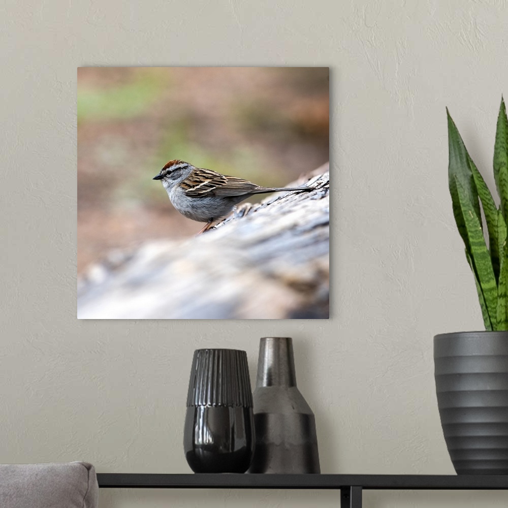 A modern room featuring Square photo of a Chipping Sparrow on a branch in Yellowstone National Park.