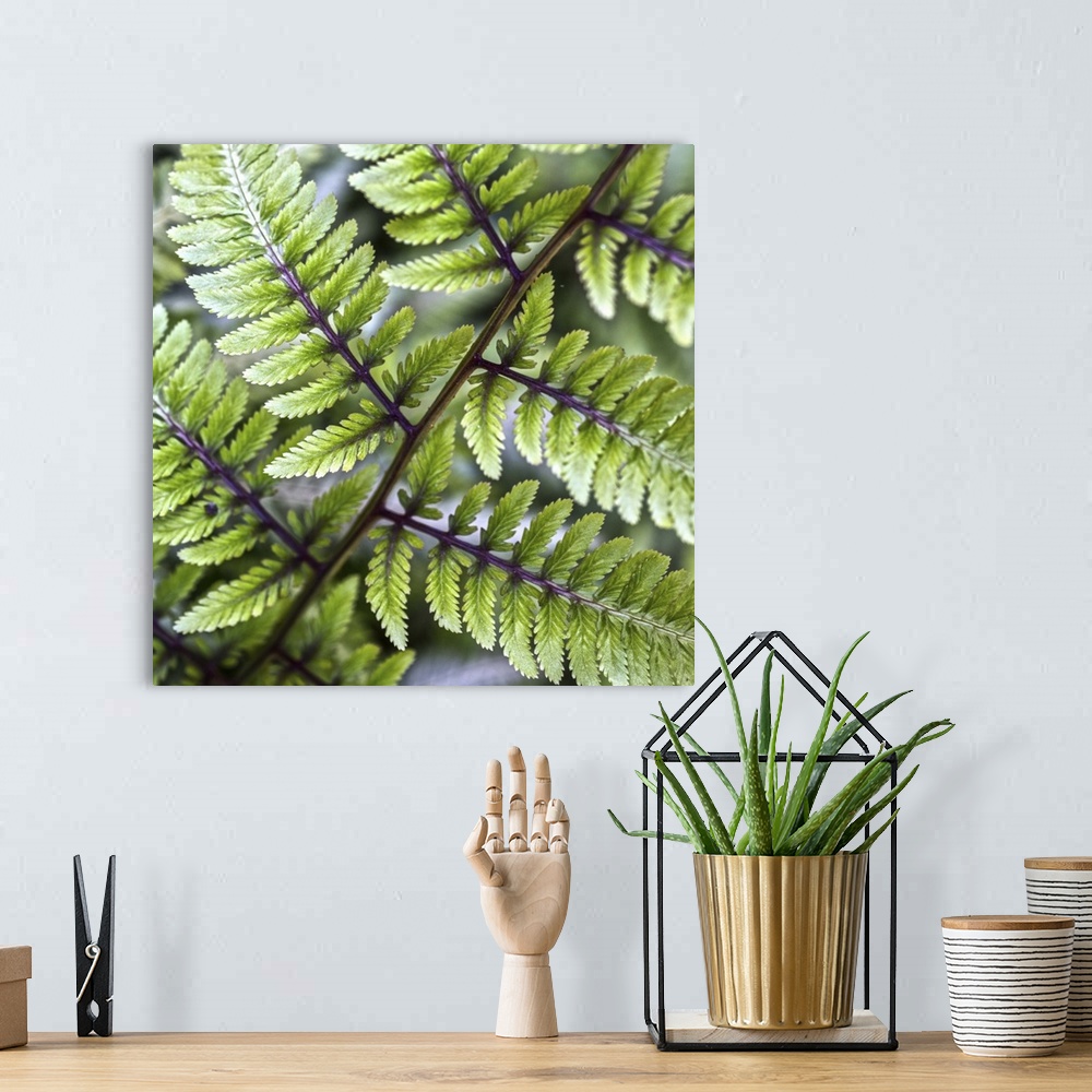 A bohemian room featuring Macro photograph of the fronds of an Athyrium (Lady Fern) in Duke Gardens, Durham, NC.