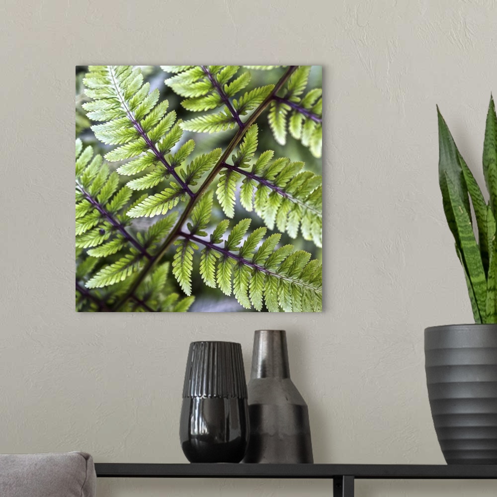 A modern room featuring Macro photograph of the fronds of an Athyrium (Lady Fern) in Duke Gardens, Durham, NC.