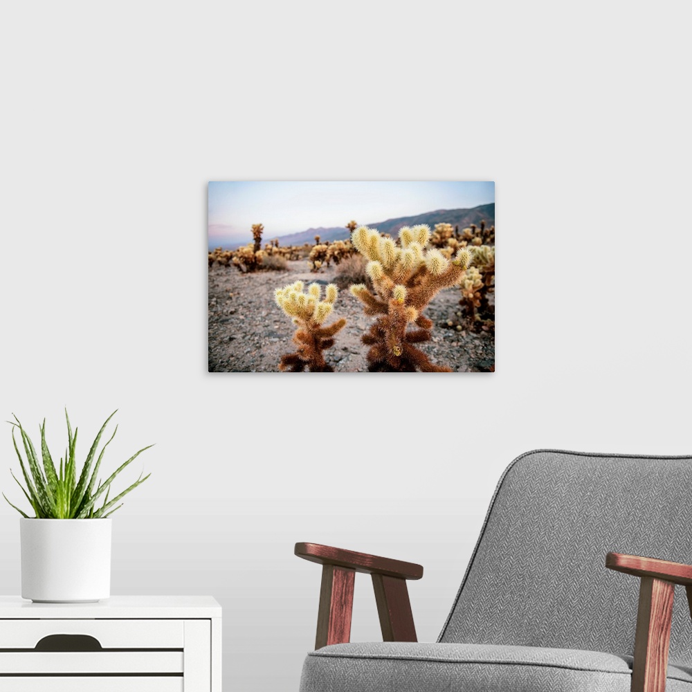A modern room featuring View of a Cholla cactus garden in Joshua Tree National Park, California.