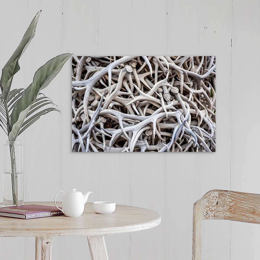 A farmhouse room featuring Close up of elk antlers in Jackson Town Square, Wyoming.