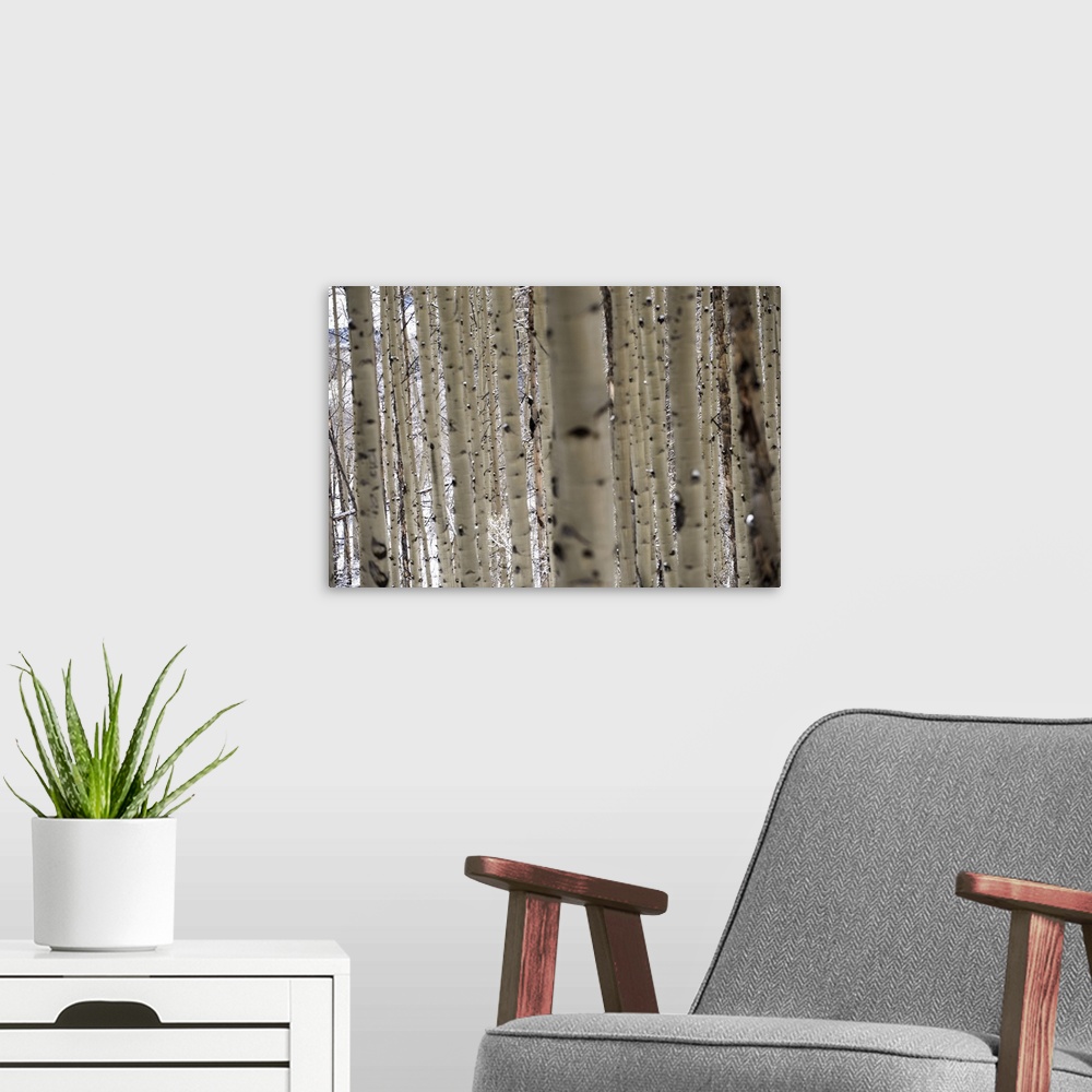 A modern room featuring Close up of slender birch trees in the snow in a forest in Aspen, Colorado.