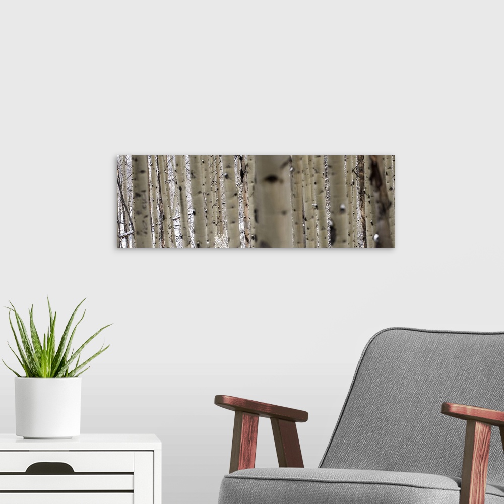 A modern room featuring Close up panorama of slender birch trees in the snow in a forest in Aspen, Colorado.