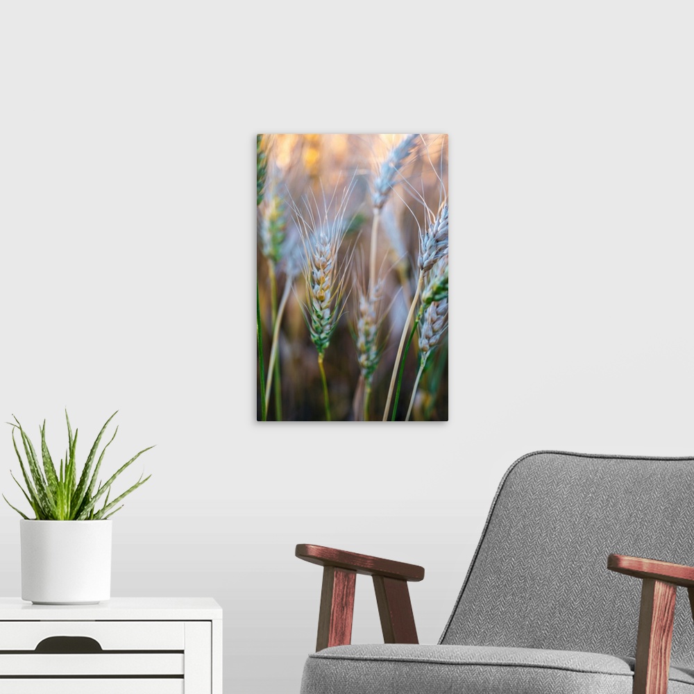 A modern room featuring Close up of wheat field in Banff National Park, Alberta, Canada.