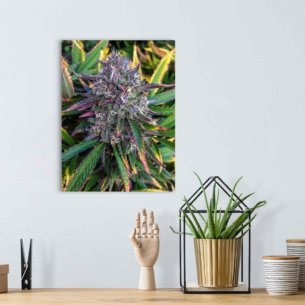 A bohemian room featuring Close up shot of buds and leaves of Cannabis plant, growing outdoors, colorado