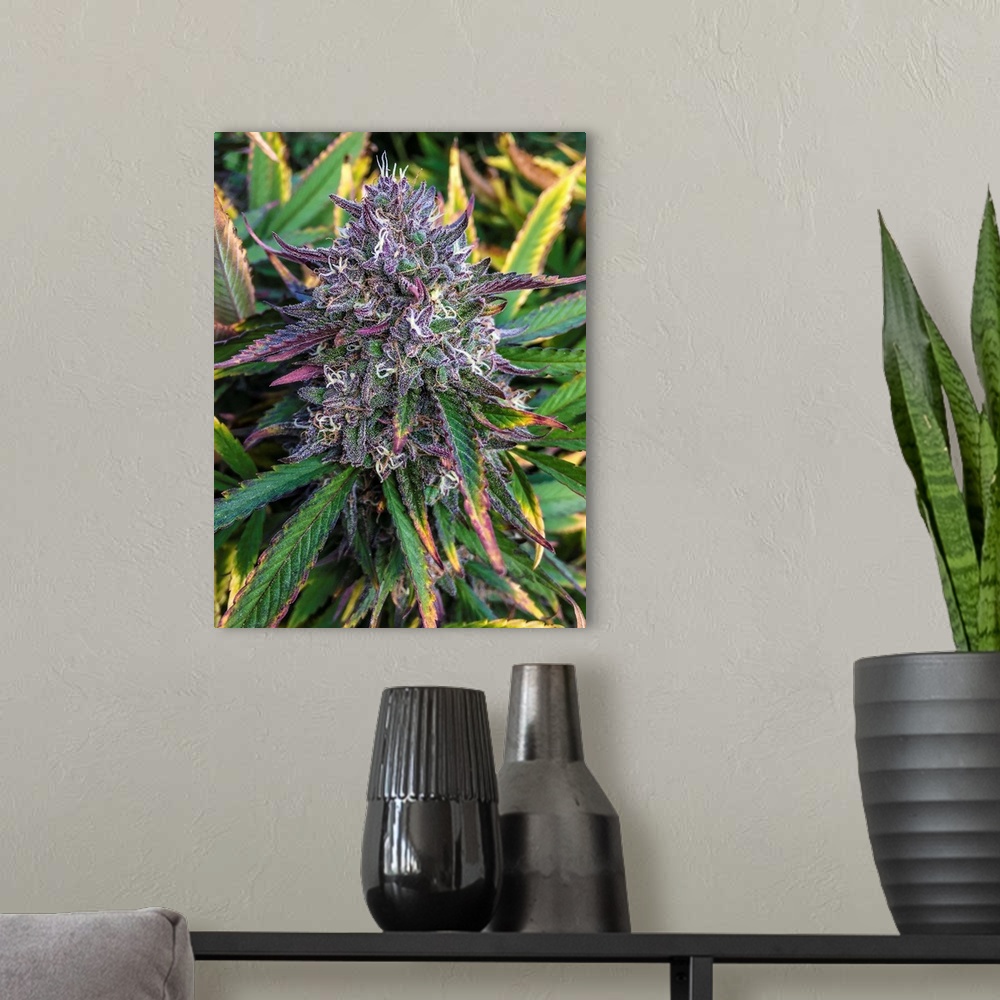 A modern room featuring Close up shot of buds and leaves of Cannabis plant, growing outdoors, colorado