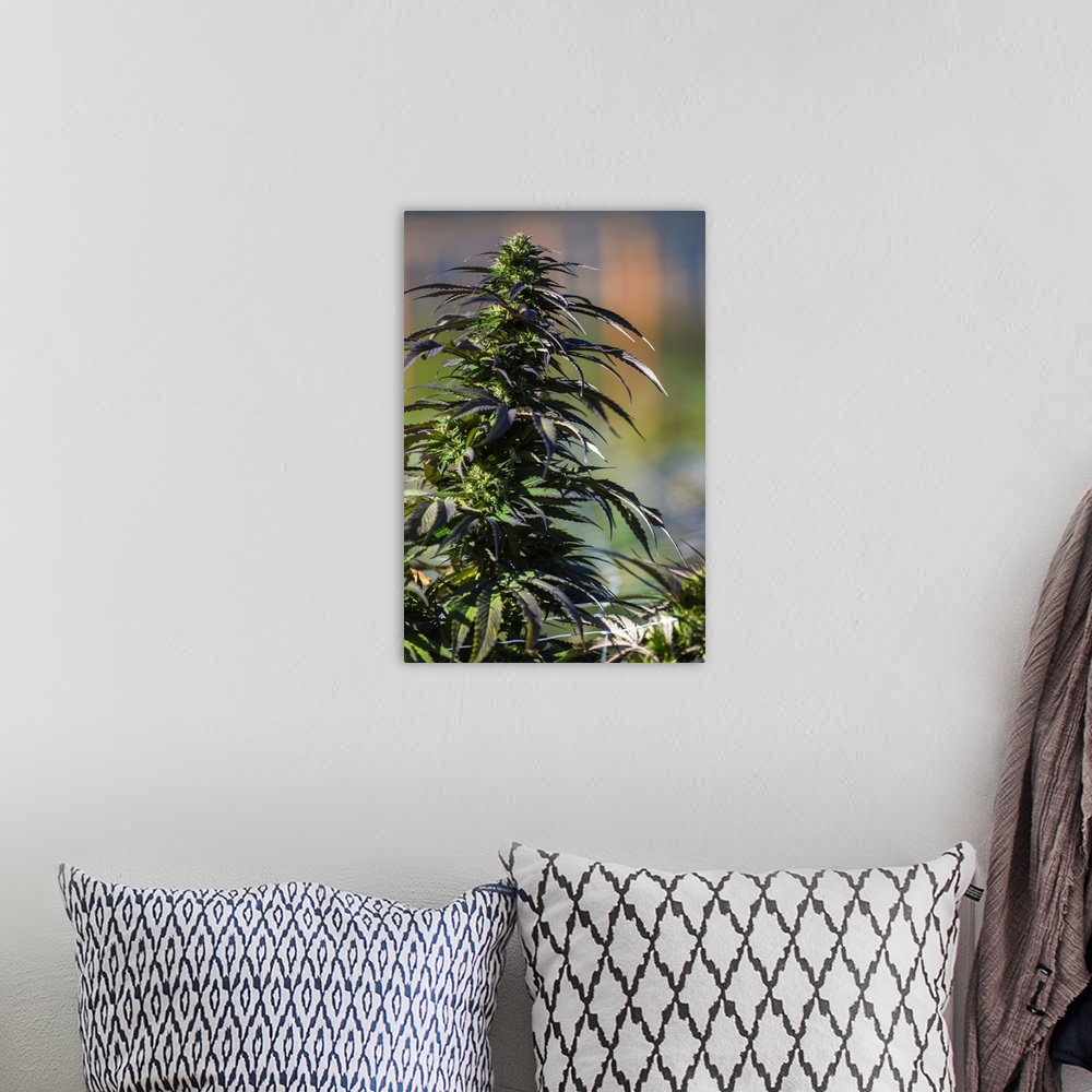 A bohemian room featuring Close up shot of buds and leaves of Cannabis plant, growing in outdoor cultivation facility, Colo...
