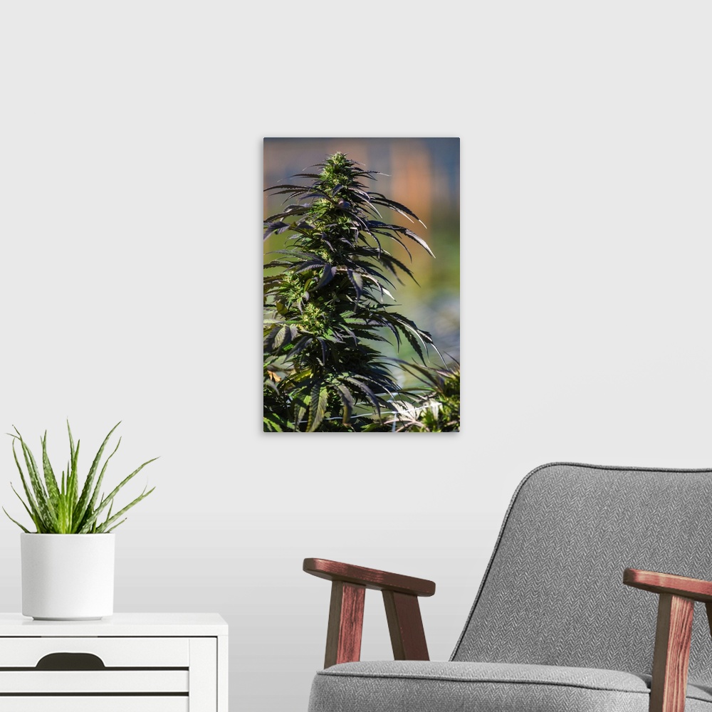 A modern room featuring Close up shot of buds and leaves of Cannabis plant, growing in outdoor cultivation facility, Colo...