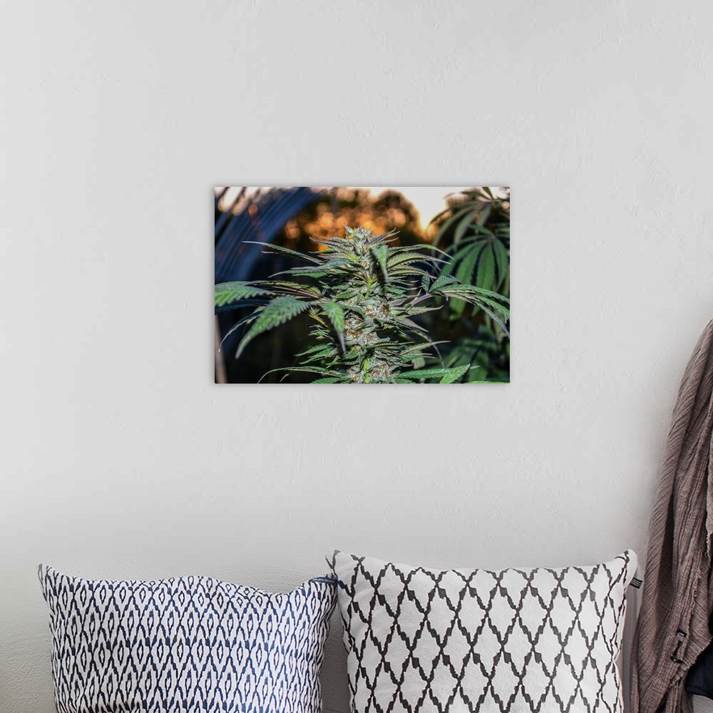 A bohemian room featuring Close up shot of buds and leaves of Cannabis plant, growing in outdoor cultivation facility, Colo...