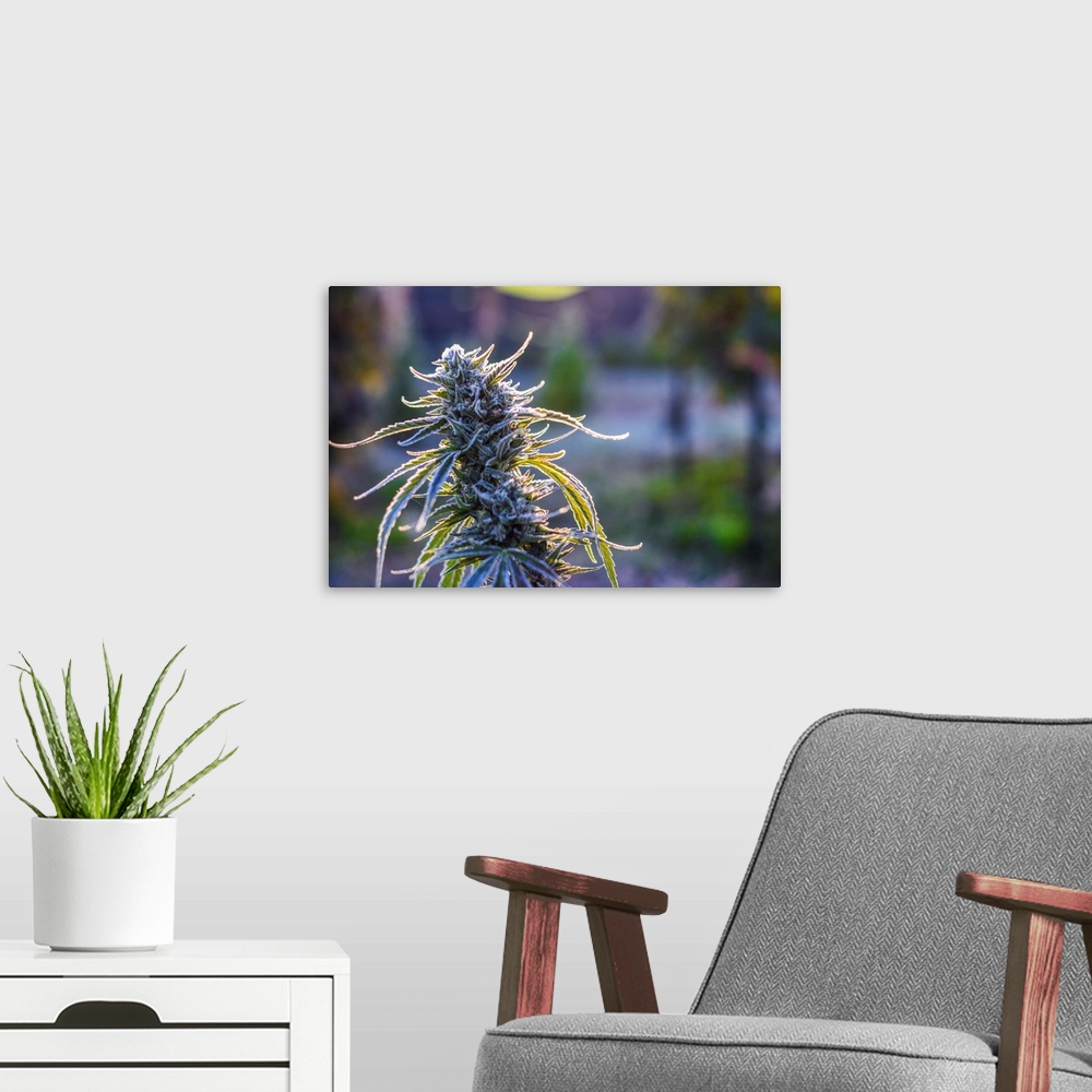 A modern room featuring Short depth-of-field shot of Cannabis plants growing in outdoor cultivation facility, Colorado