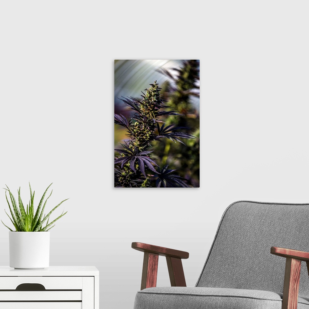 A modern room featuring Close up shot of buds and leaves of Cannabis plant, growing in outdoor cultivation facility, Colo...