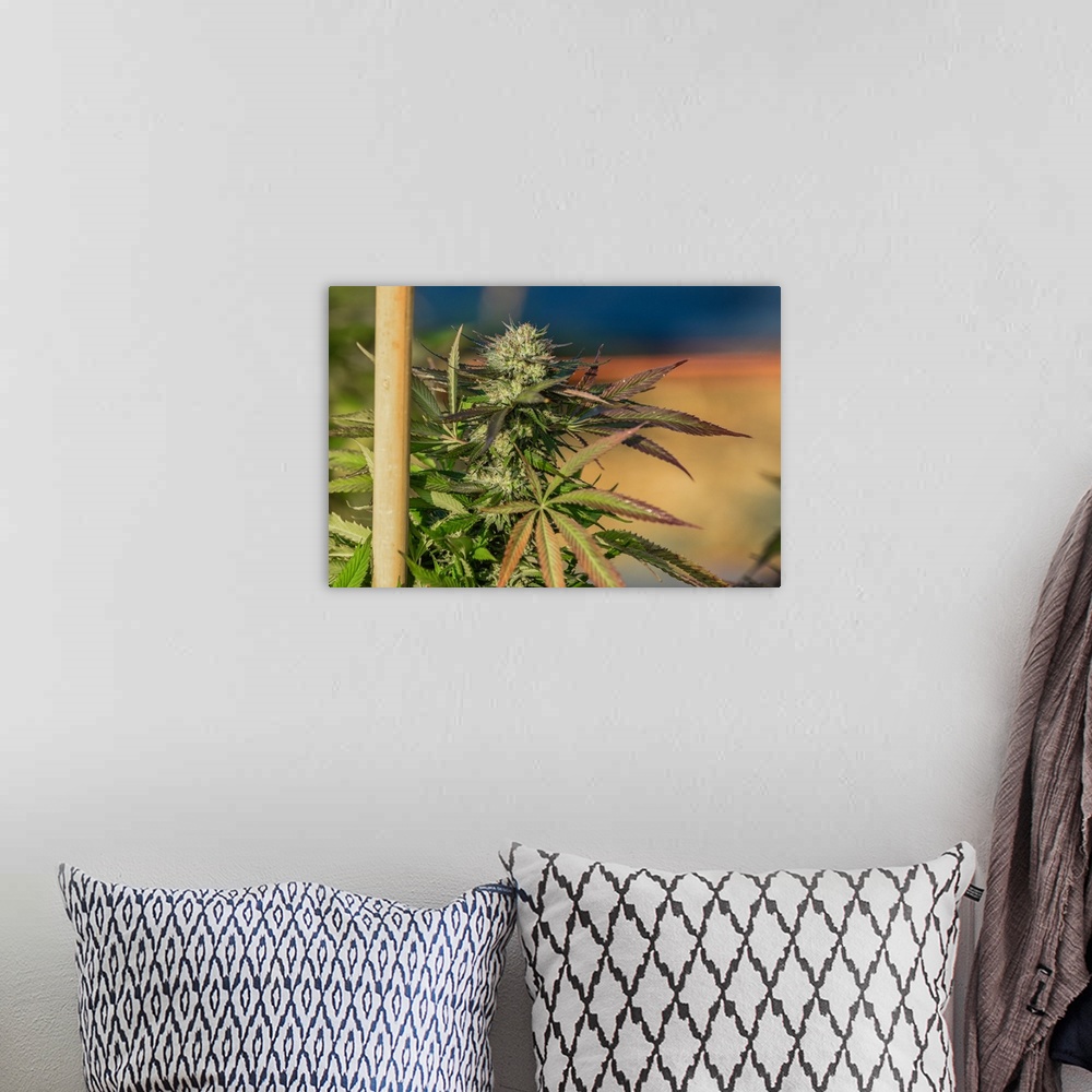 A bohemian room featuring Close up shot of buds and leaves of staked Cannabis plant, growing in outdoor cultivation facilit...