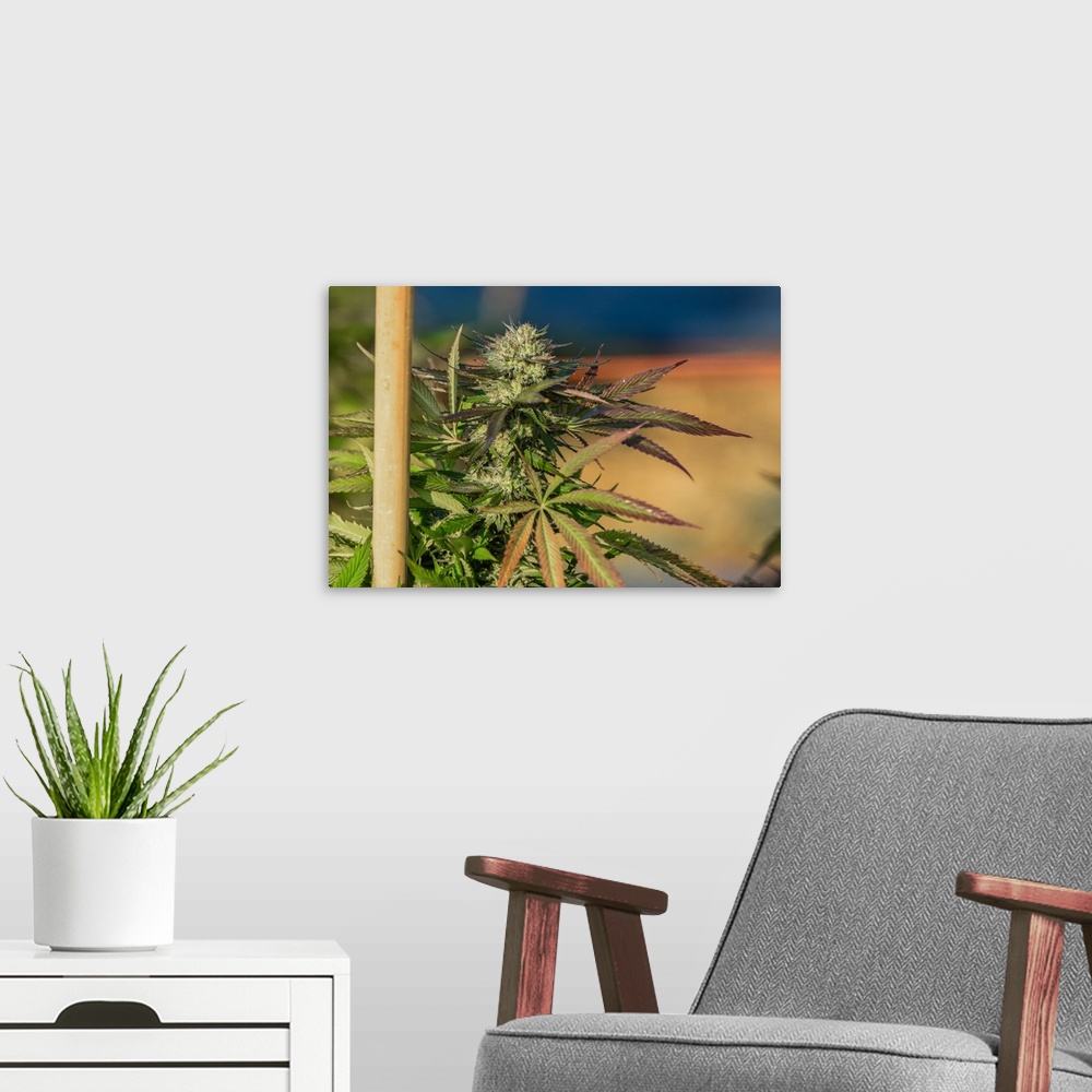 A modern room featuring Close up shot of buds and leaves of staked Cannabis plant, growing in outdoor cultivation facilit...