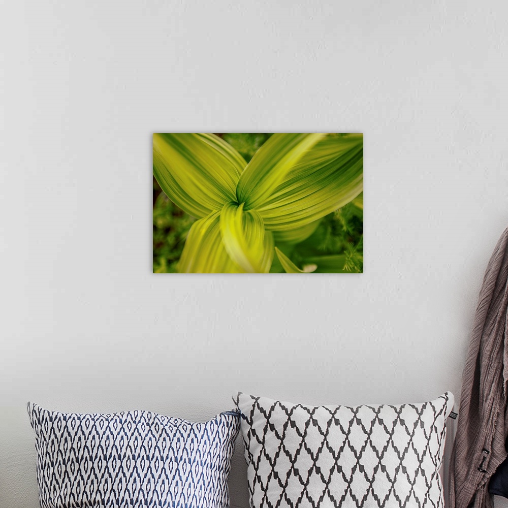 A bohemian room featuring View of Corn Lily Leaves (Veratrum californicum) at Mount Rainier National Park, Washington.