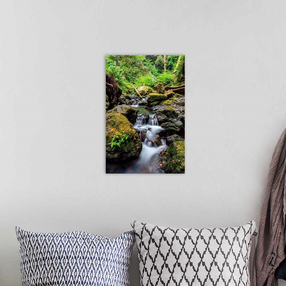 A bohemian room featuring A delicate creek flows through Olympic National Park in Washington.
