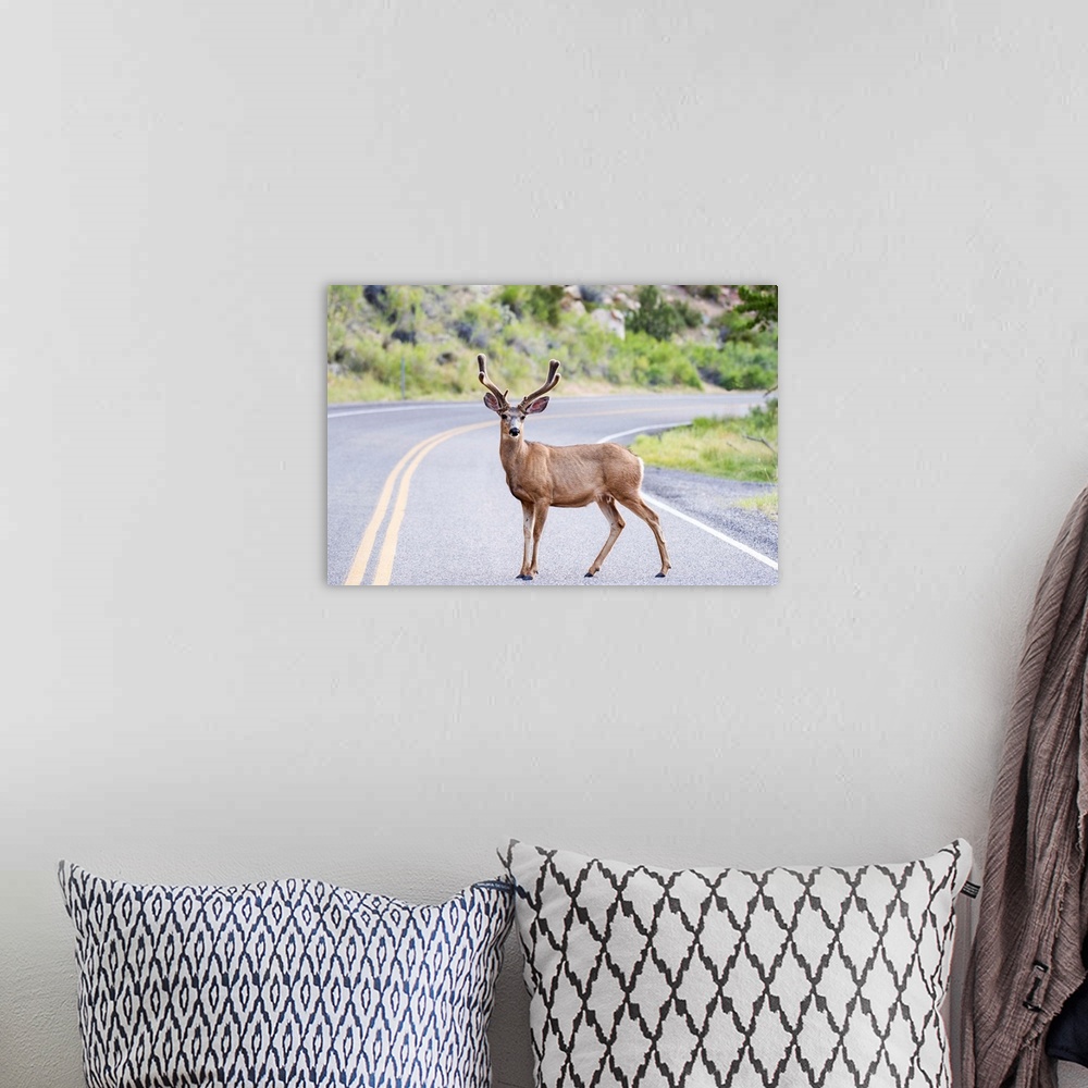 A bohemian room featuring A deer crossing the road in Capitol Reef National Park, Utah.