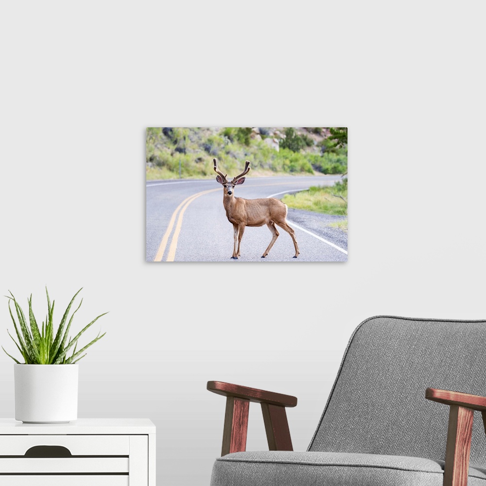 A modern room featuring A deer crossing the road in Capitol Reef National Park, Utah.
