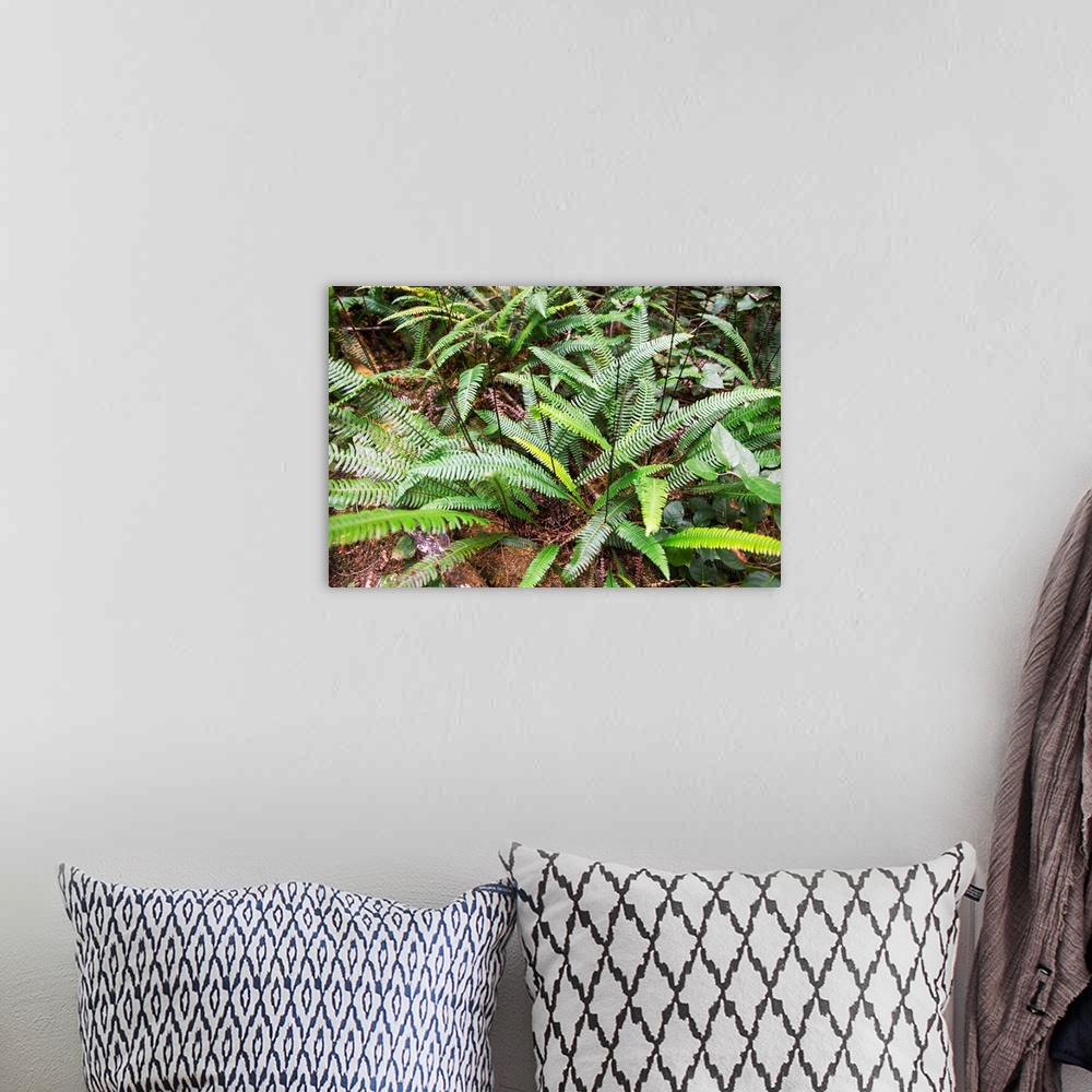 A bohemian room featuring Deer Fern (Blechnum spicant) is an evergreen fern that grows in Olympic National Park, Washington.