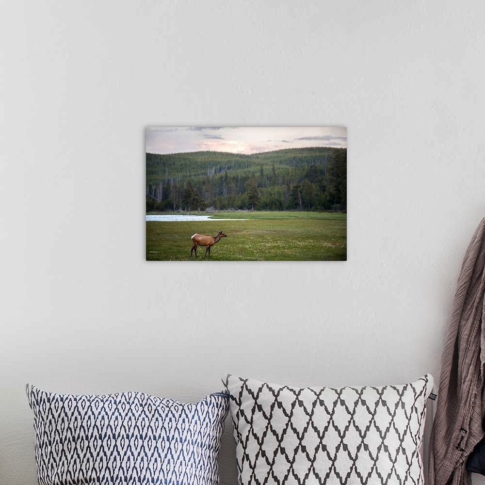 A bohemian room featuring A deer in a meadow at Yellowstone National Park.