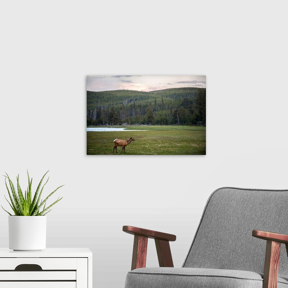 A modern room featuring A deer in a meadow at Yellowstone National Park.