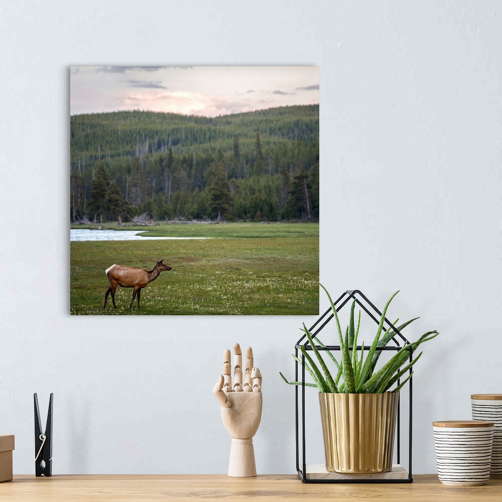A bohemian room featuring Square view of a deer in a meadow at Yellowstone National Park.
