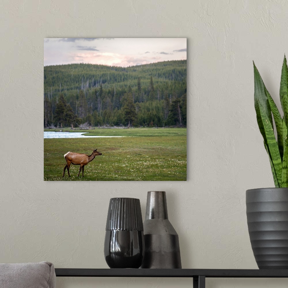A modern room featuring Square view of a deer in a meadow at Yellowstone National Park.