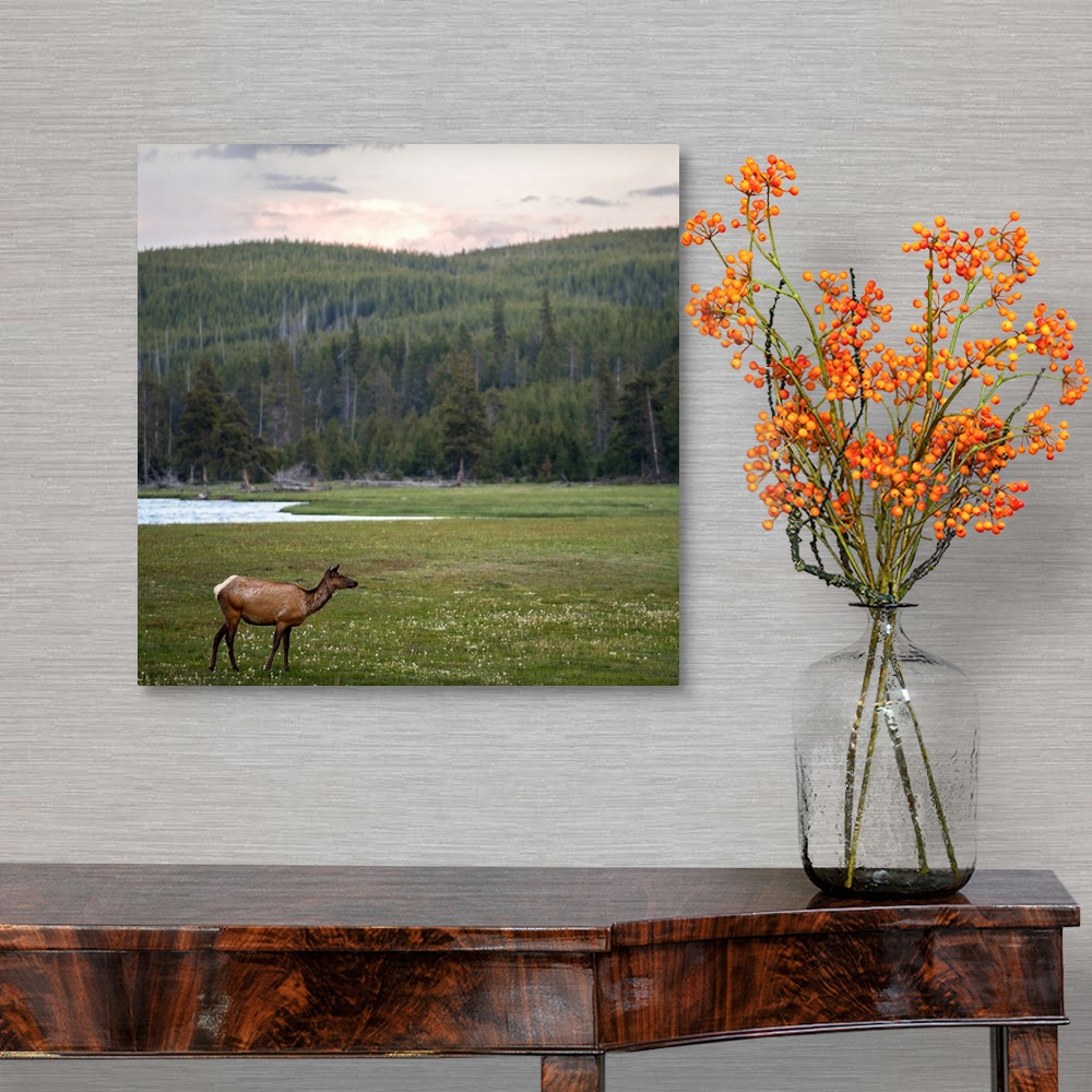 A traditional room featuring Square view of a deer in a meadow at Yellowstone National Park.