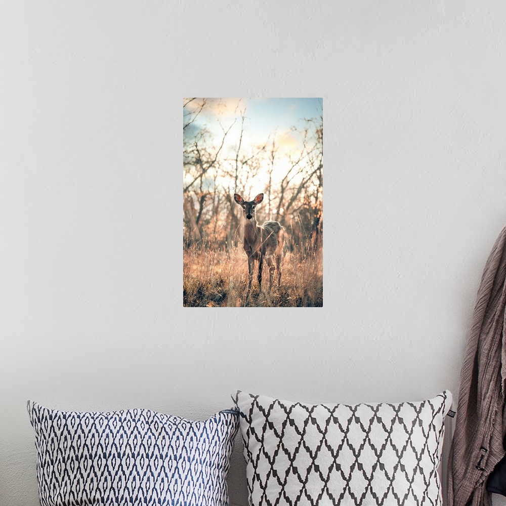 A bohemian room featuring Beautifully lit portrait of a deer in the middle of the woods in Sidecut Metropark.