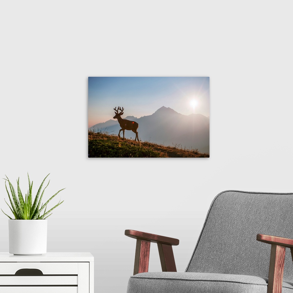 A modern room featuring Early morning view of a deer near Hurricane Hill Trail in Olympic National Park, Washington.