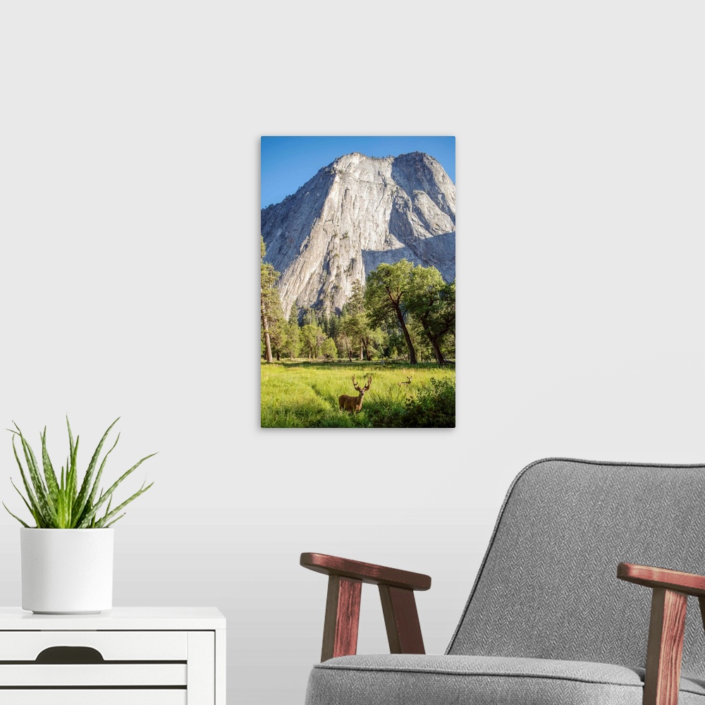 A modern room featuring Deer grazing in grass under Middle Cathedral Rock in Yosemite National Park, California.