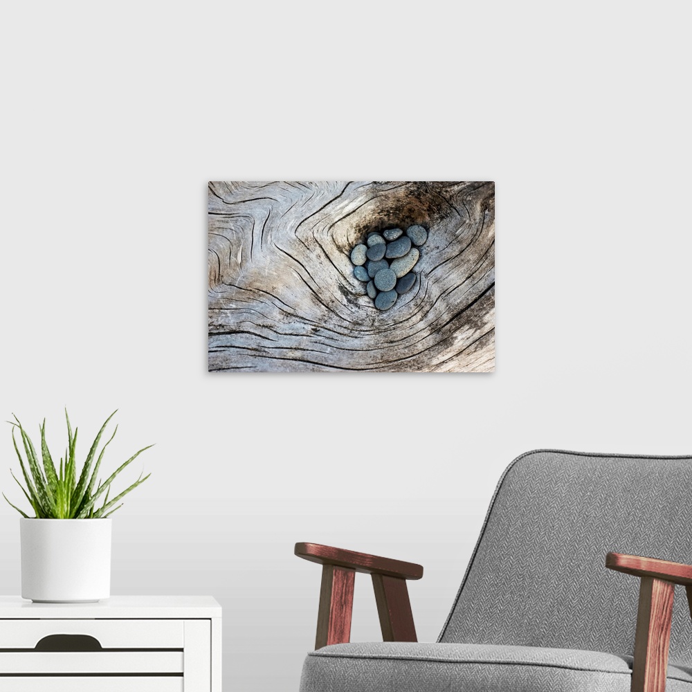 A modern room featuring Photograph of smooth rocks piled on top of a piece of driftwood on the pacific northwest coast.