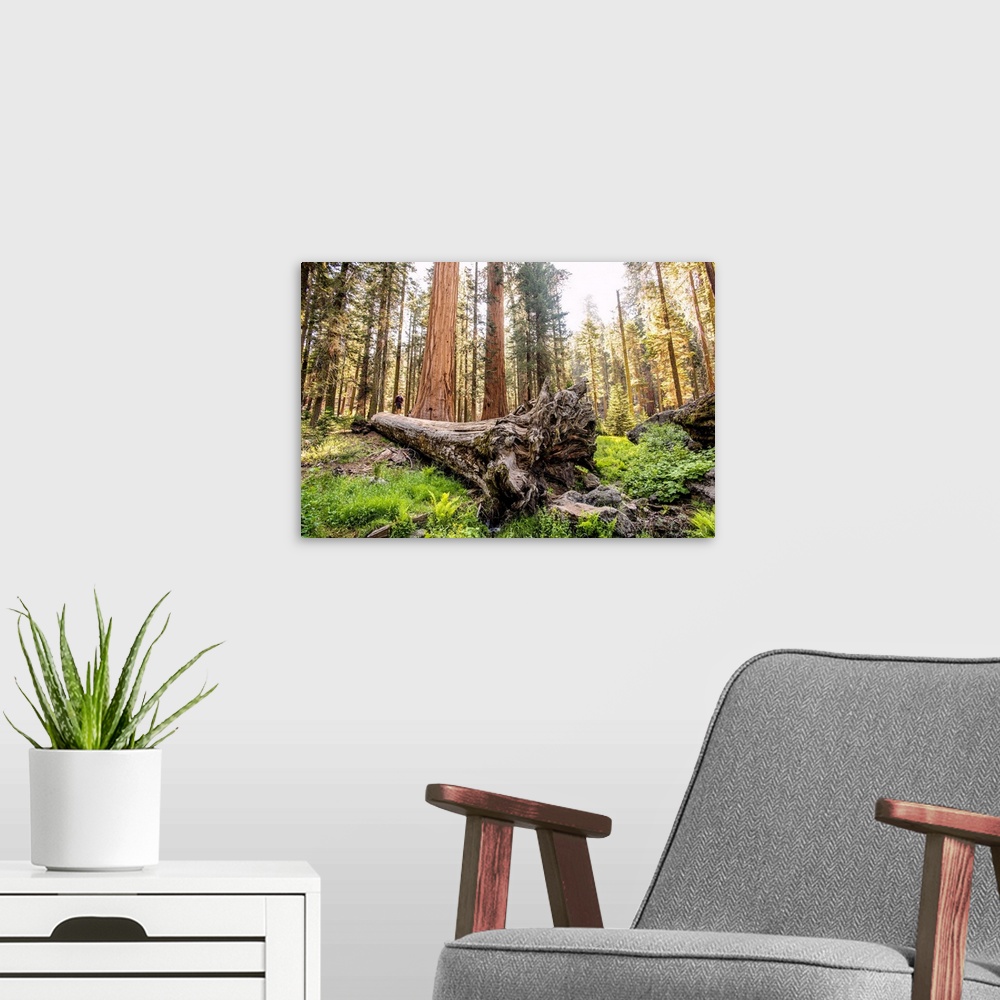 A modern room featuring View of a fallen Sequoia tree in Sequoia National Park, California.