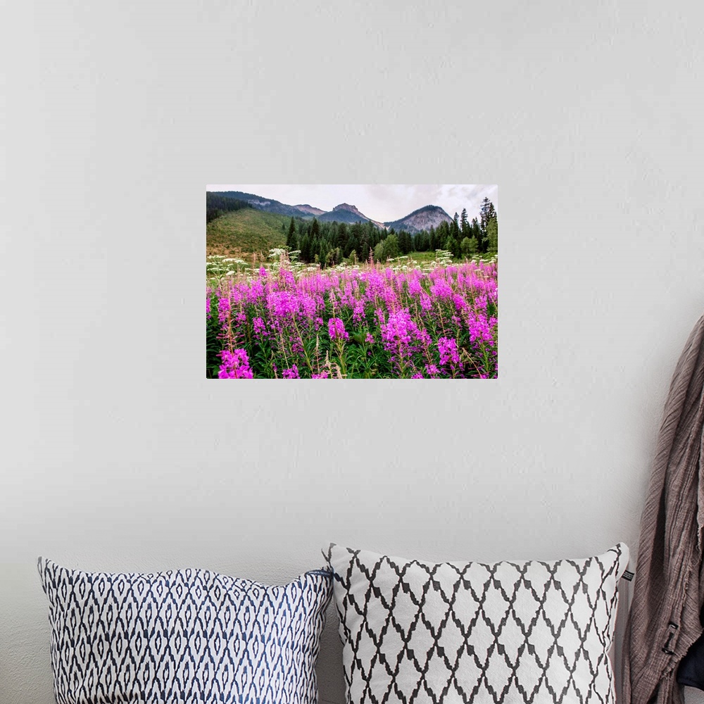 A bohemian room featuring Field of Fireweed flowers in Yoho National Park, British Columbia, Canada.