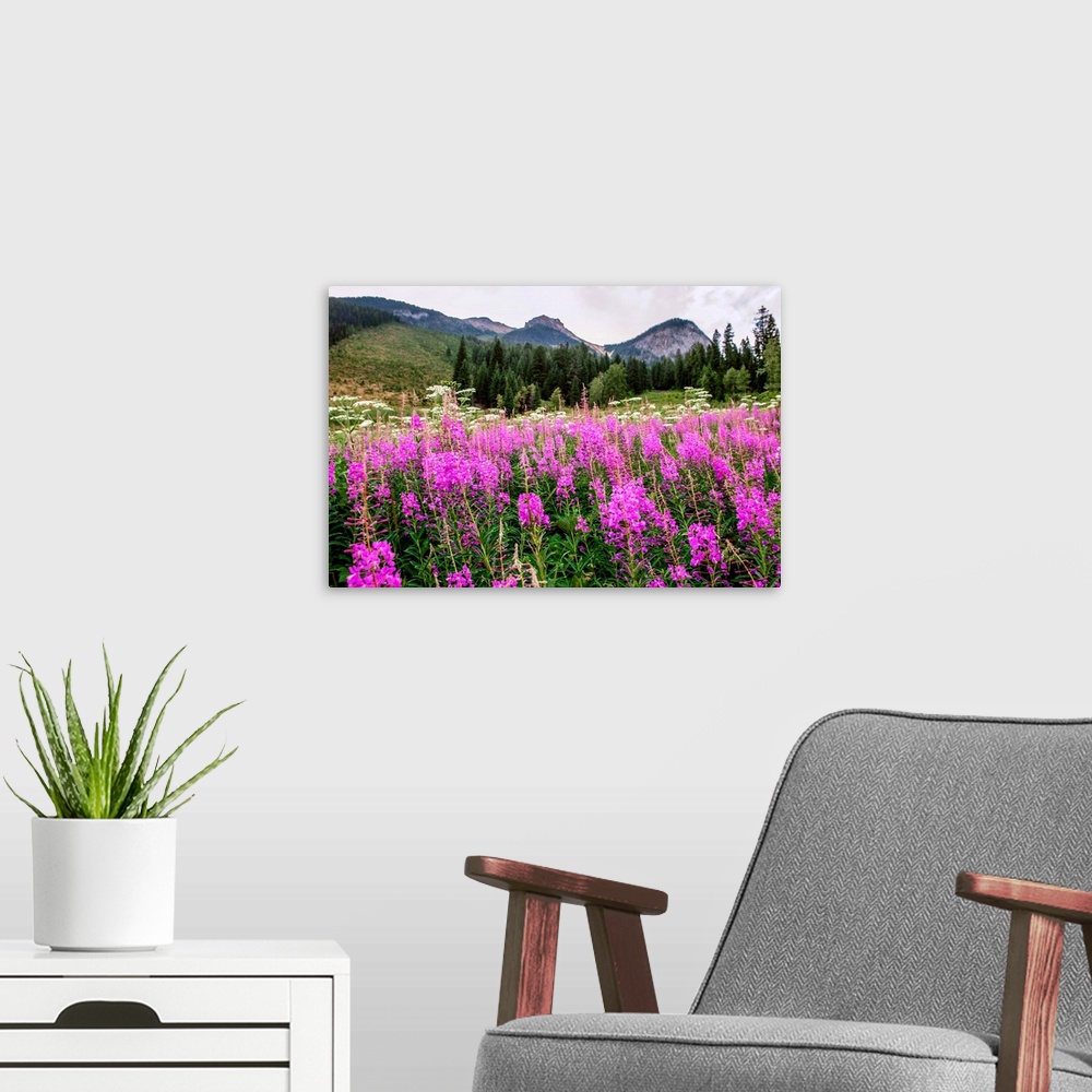 A modern room featuring Field of Fireweed flowers in Yoho National Park, British Columbia, Canada.